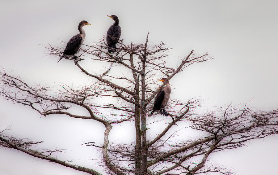 Three Birds in a Tree on the Outer Banks Photograph by Dan Carmichael