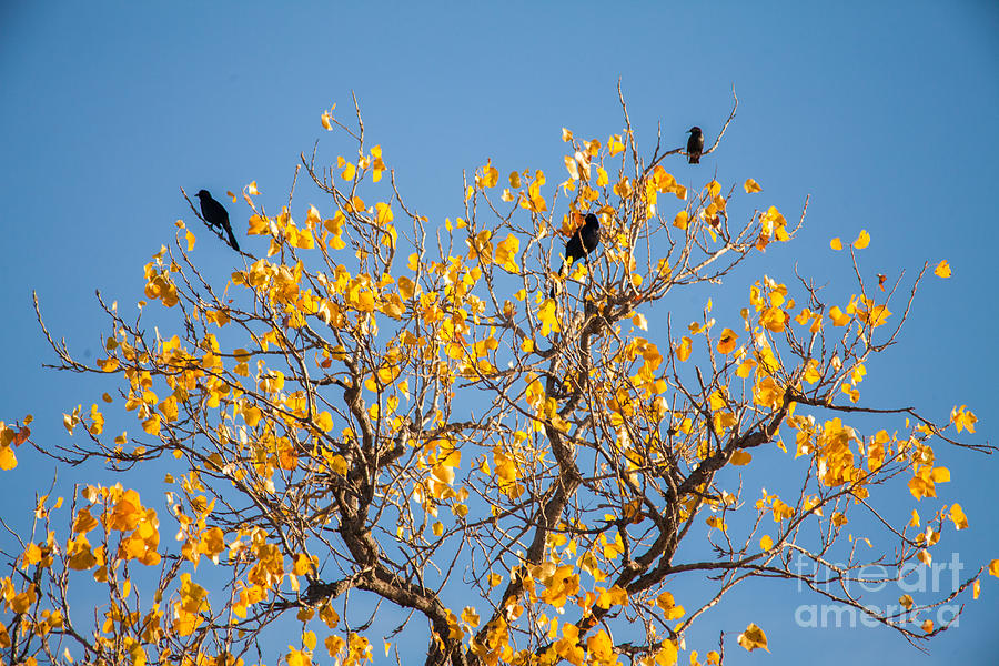 Three Birds in the Yellow Tree Photograph by Iris Greenwell