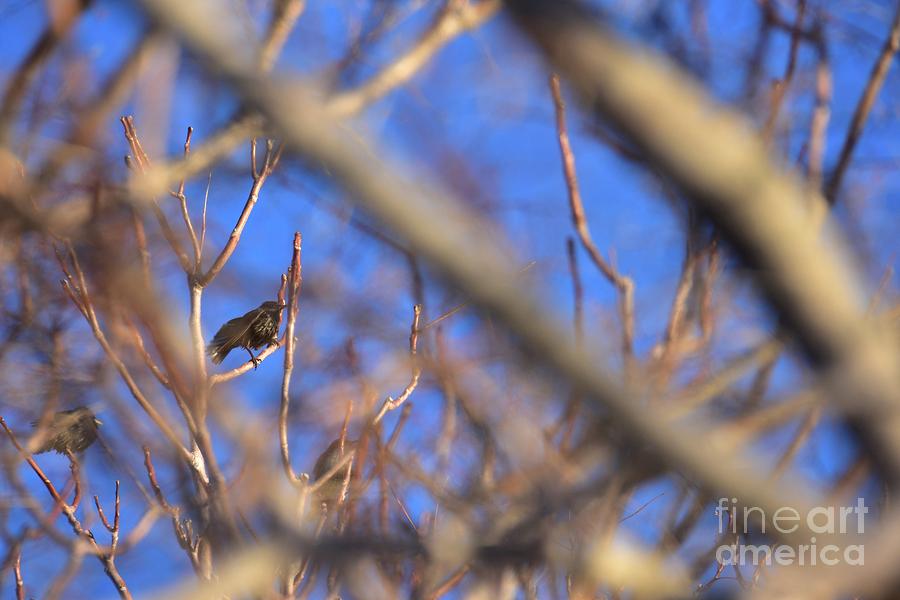 Three Birds of Winter Photograph by Angela J Wright