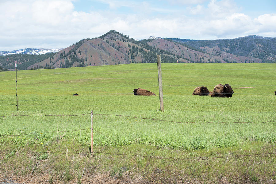 Three Bison Resting Photograph by Tom Cochran