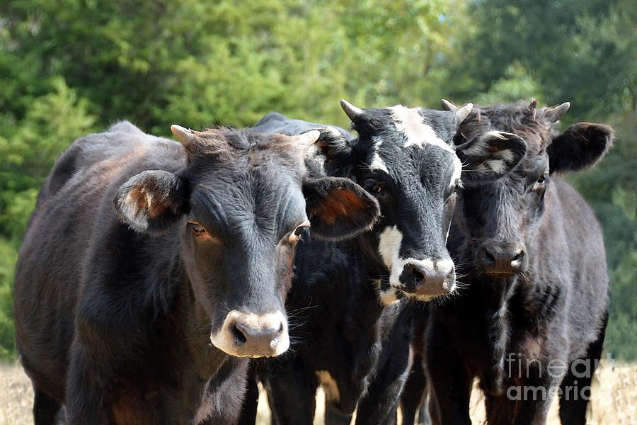 Three Black Baldy Calves Photograph by Catherine Sherman