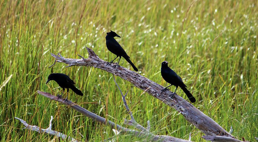 Three Black Birds Photograph by Cynthia Guinn