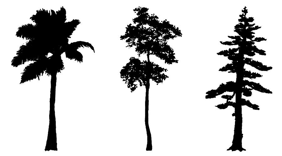 Three Black Trees Digital Art by Roy Pedersen
