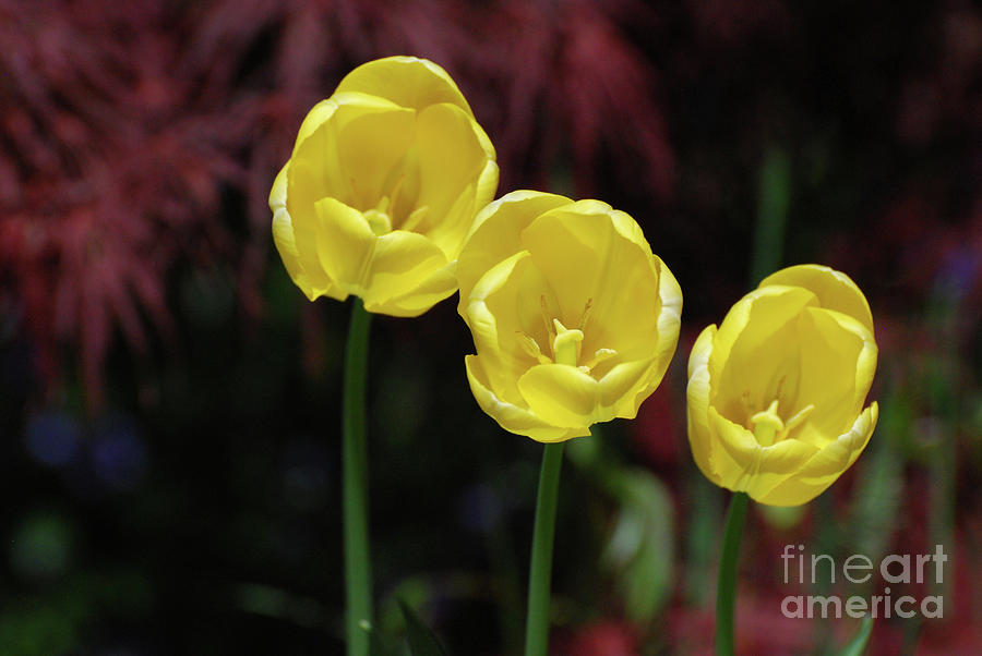 Tulip Photograph - Three Blooming Yellow Tulips of Different Heights by DejaVu Designs