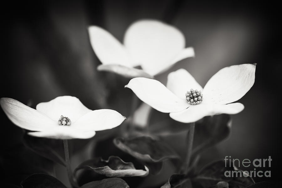 Nature Photograph - Three Blooms of the Dogwood by Lisa McStamp Nature Photograph - Three Blooms of the Dogwood by Lisa McStamp