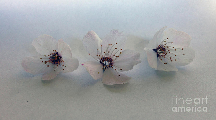 Three Blossoms Photograph by Stevyn Llewellyn