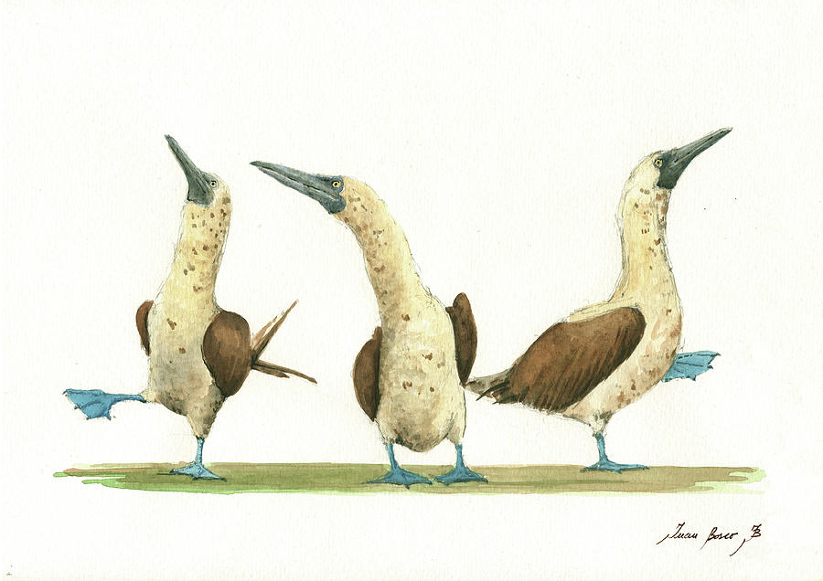 Blue Footed Boobies Painting - THree blue footed boobies by Juan Bosco