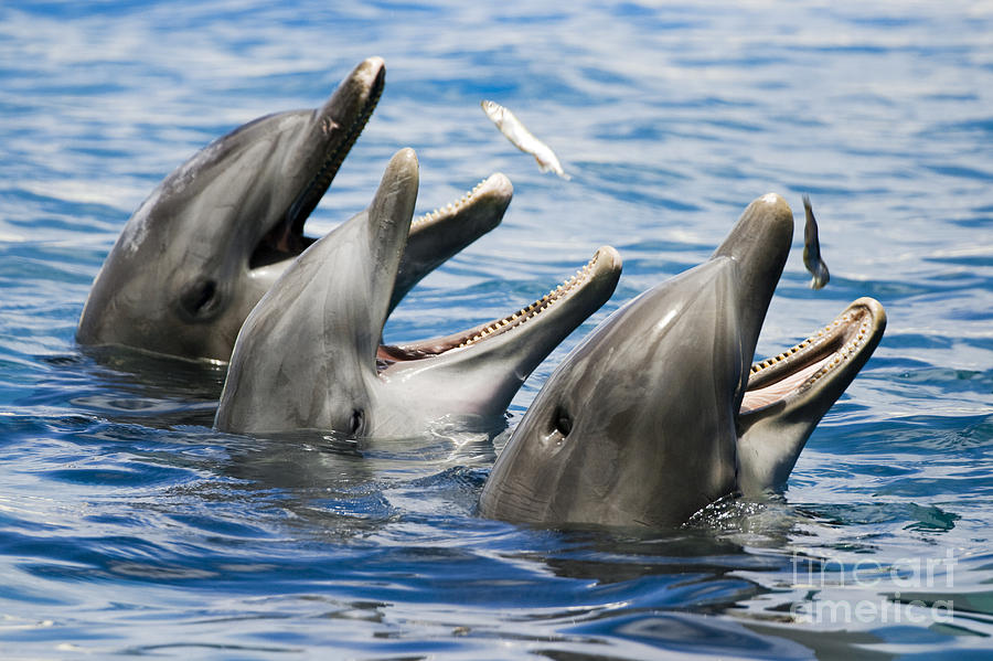 Three Bottlenose Dolphins Photograph by Dave Fleetham - Printscapes