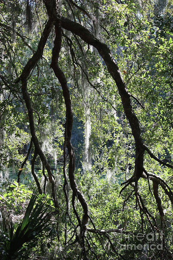 Three Branches over Florida Pond Photograph by Carol Groenen