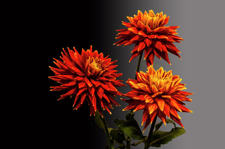Three Bright Dahlia Flowers Photograph by Randall Nyhof