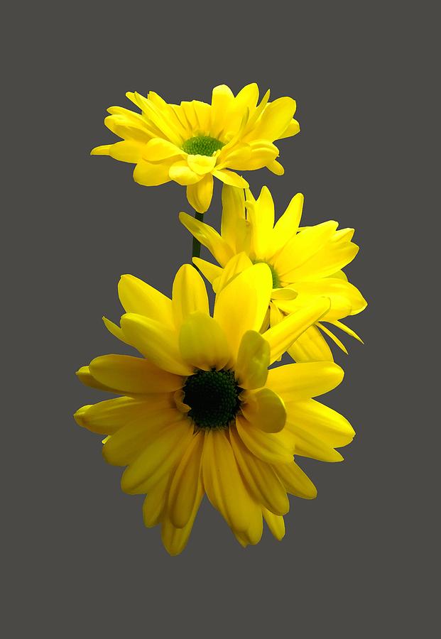 Three Bright Yellow Daisies Photograph by Susan Savad