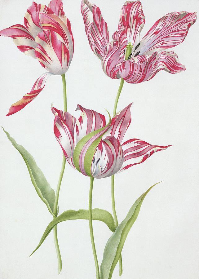 Tulip Painting - Three Broken Tulips by Nicolas Robert