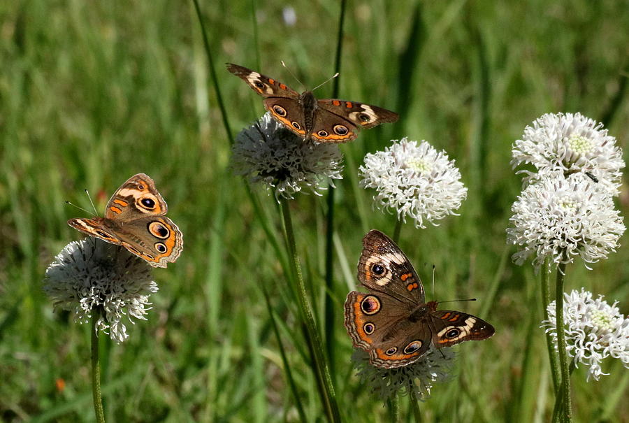 Three Buckeye Butterflies on Wildflowers Photograph by Sheila Brown