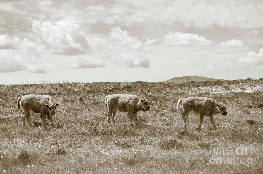 Three buffalo calves Photograph by Rebecca Margraf