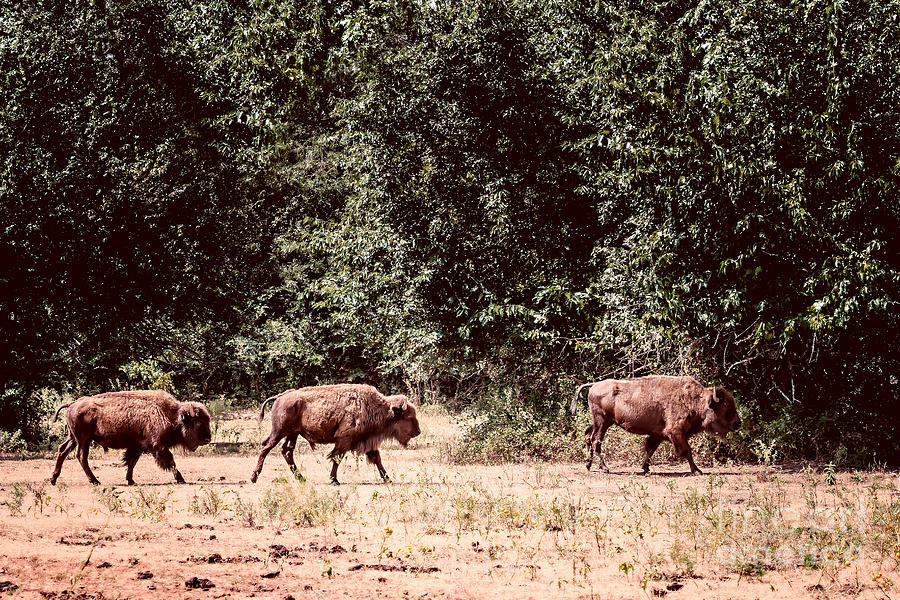 Three Buffalo on the Reserve Photograph by Tamyra Ayles