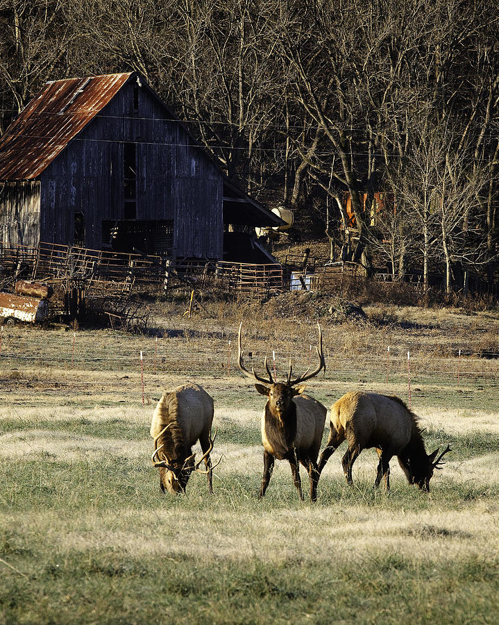 Three Bull Elk by Old Barn Photograph by Michael Dougherty