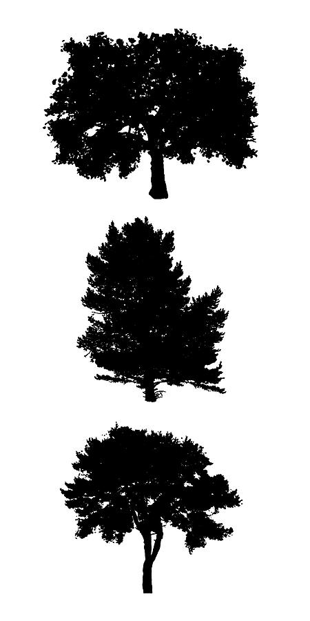 Three Bushy Black Trees Digital Art by Roy Pedersen