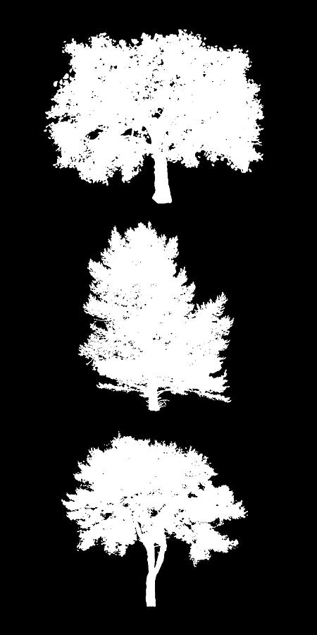 Three Bushy White Trees Digital Art by Roy Pedersen