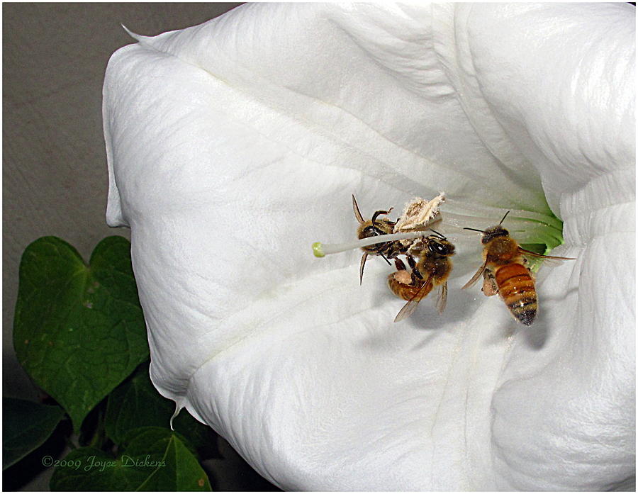 Three Busy Bees Photograph by Joyce Dickens