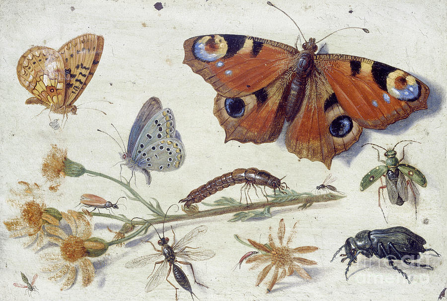 Three Butterflies, a Beetle and other Insects, with a Cutting of Ragwort  Painting by Jan Van Kessel