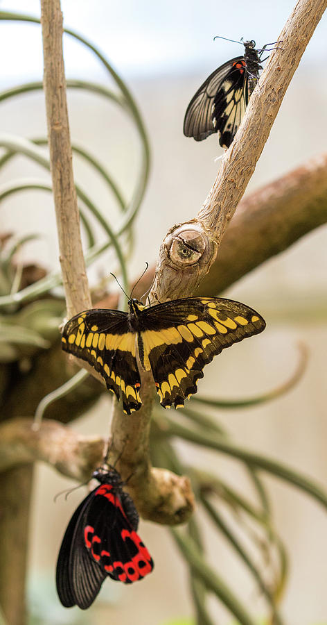 Butterfly Photograph - Three Butterflies by Dee Carpenter