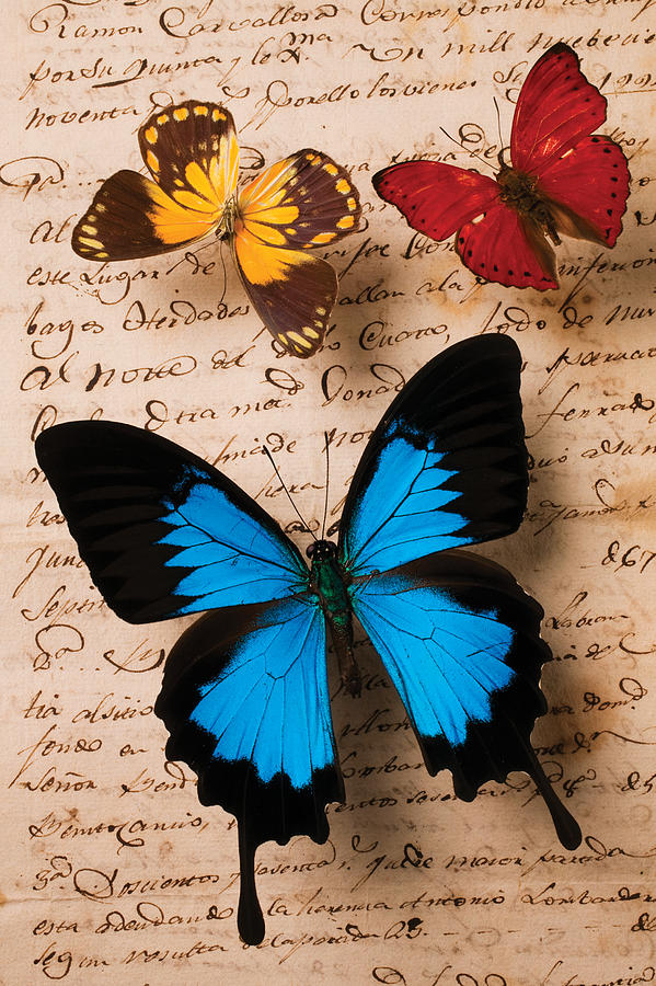 Three butterflies Photograph by Garry Gay