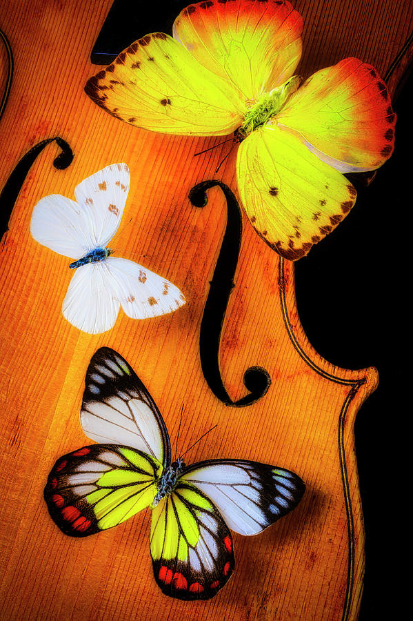 Three Butterflies On A Violin Photograph by Garry Gay