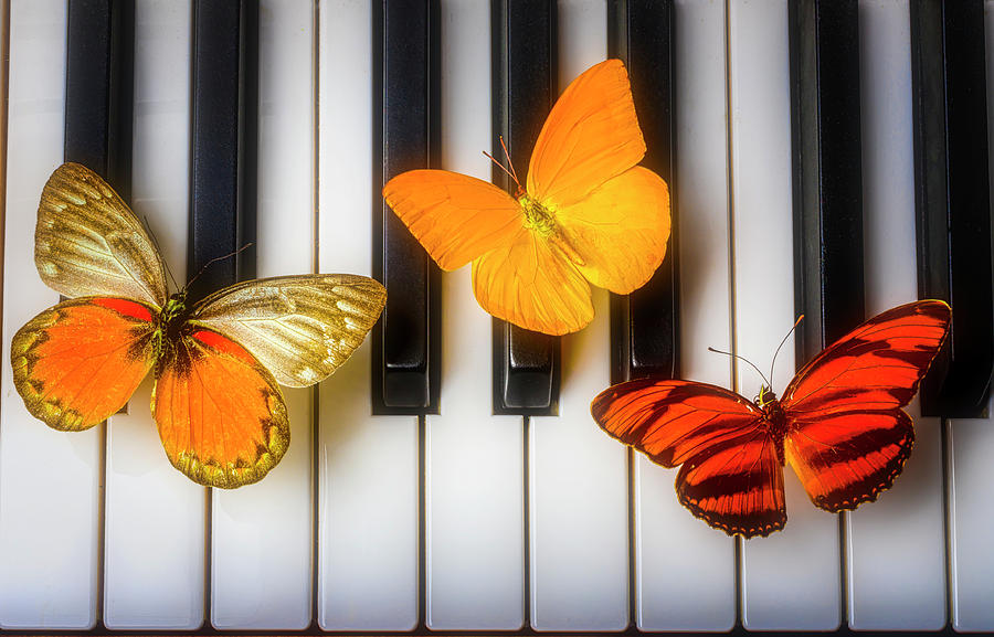 Three Butterflies On Piano Keys Photograph by Garry Gay