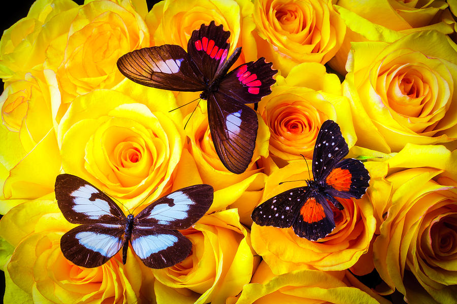 Three Butterflies On Yellow Roses Photograph by Garry Gay