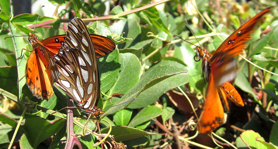 Three Butterflies Photograph by Radical Reconstruction Fine Art ...