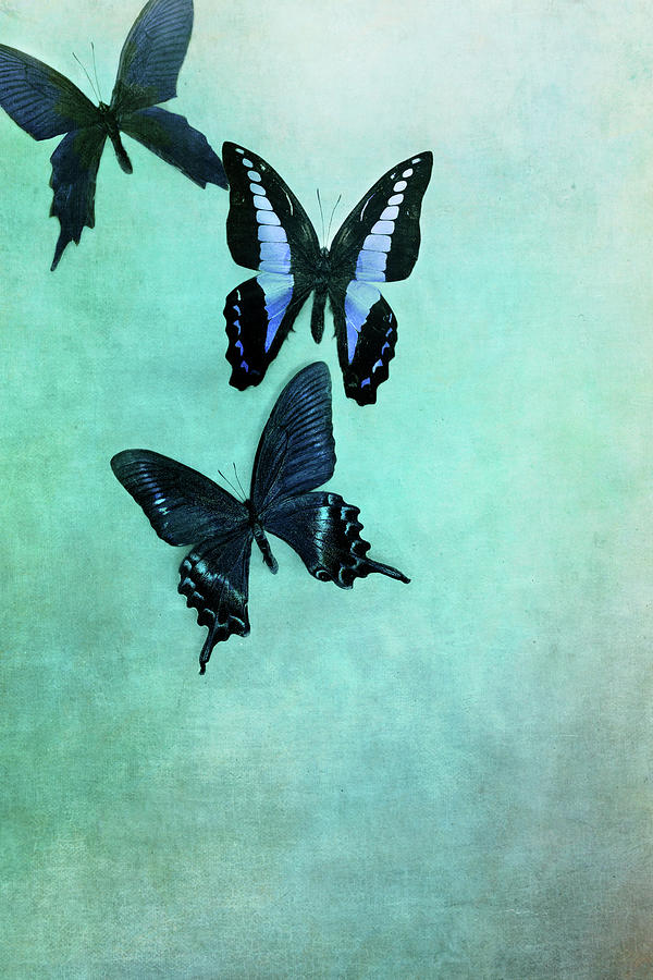 Three Butterflies Photograph by Stephanie Frey