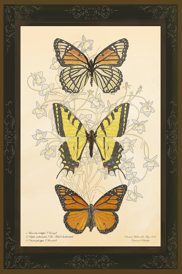 Three Butterflies Digital Art by Victor Shelley