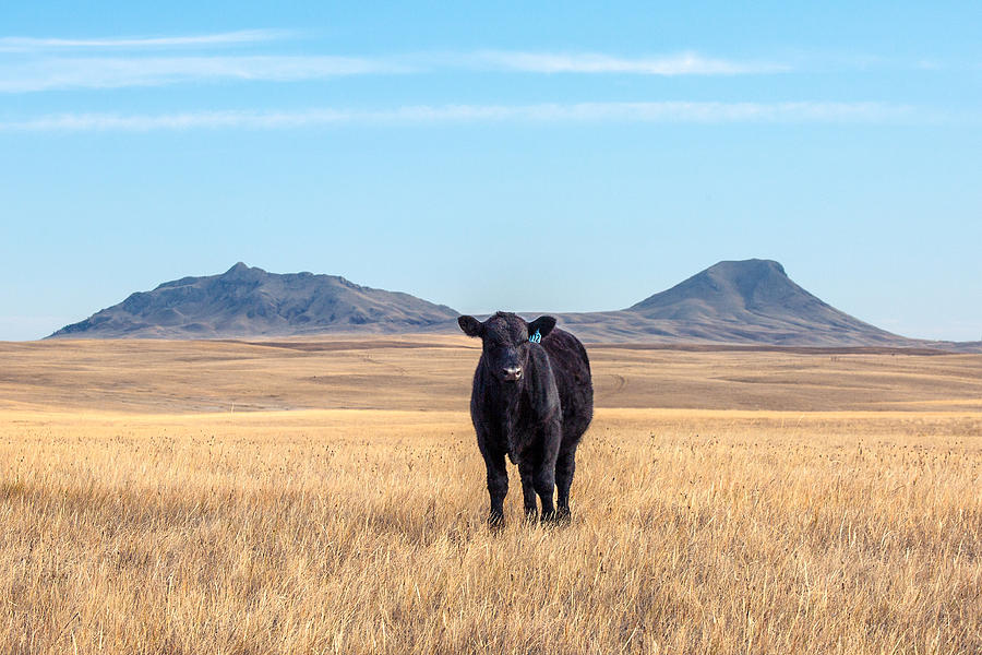 Three Buttes Steer Photograph by Todd Klassy