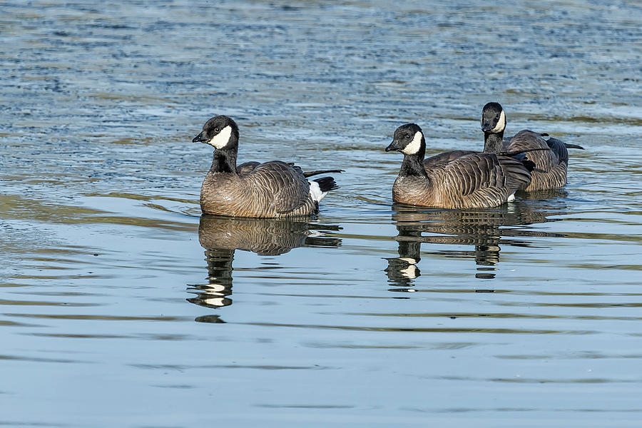 Three Cackling Geese Photograph by Belinda Greb