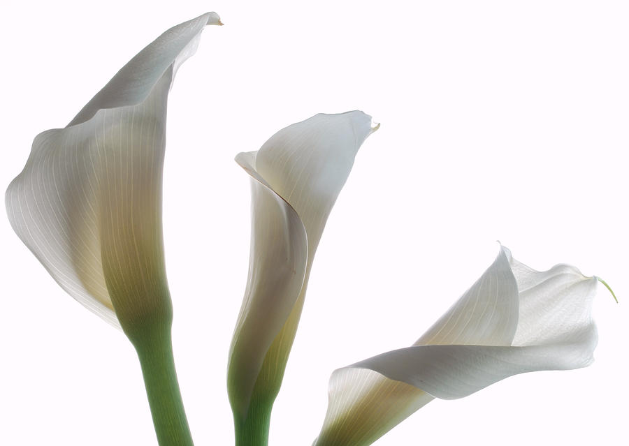 Three Calla Lilies Photograph by Terence Davis