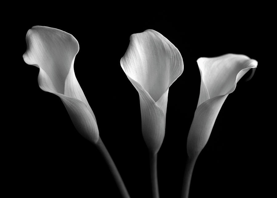 Flower Photograph - Three Callas by Maria Aiello