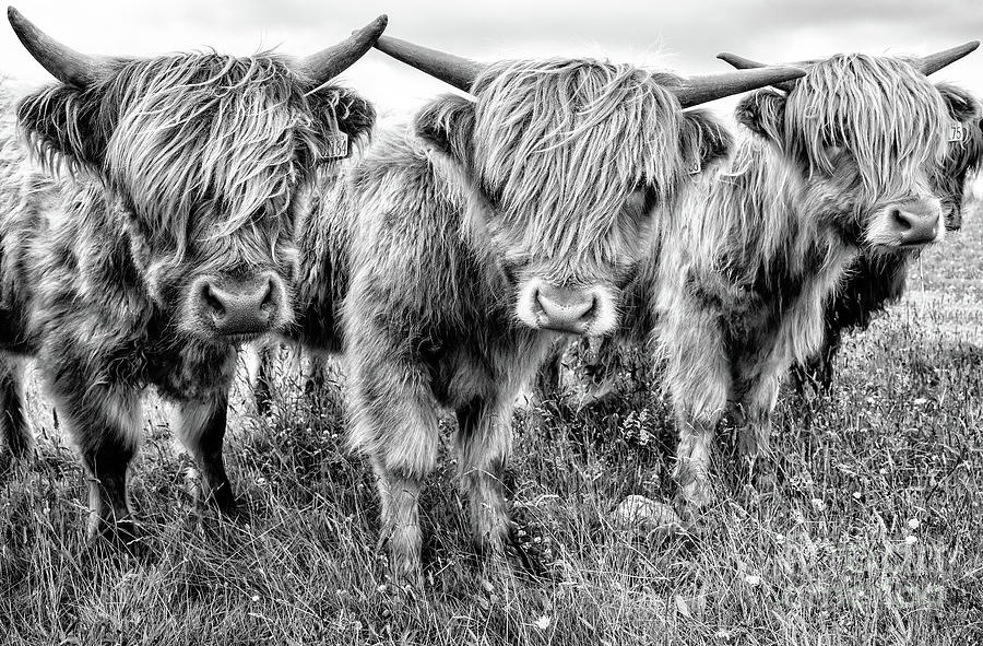Three calves Photograph by Janet Burdon