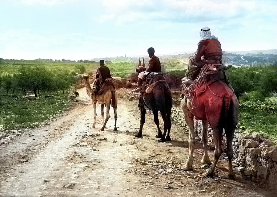 Three Camels 1898 Photograph by Munir Alawi