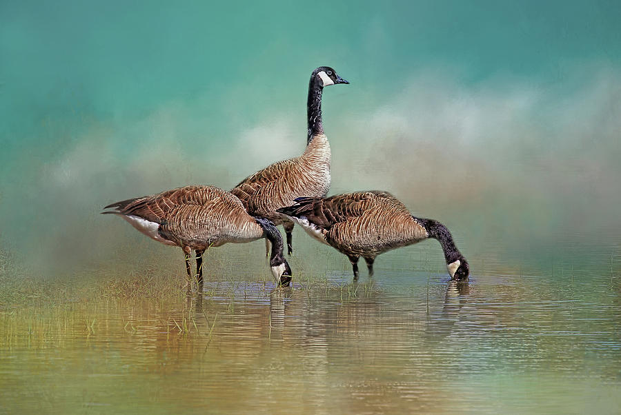 Three Canada Geese Photograph by HH Photography of Florida