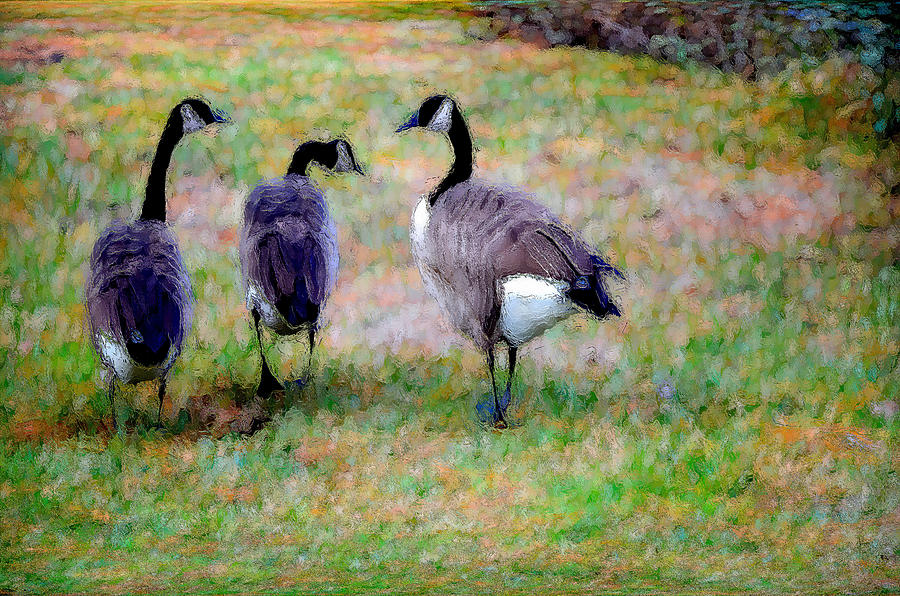 Geese Painting - Three Canadian Geese by Jeelan Clark