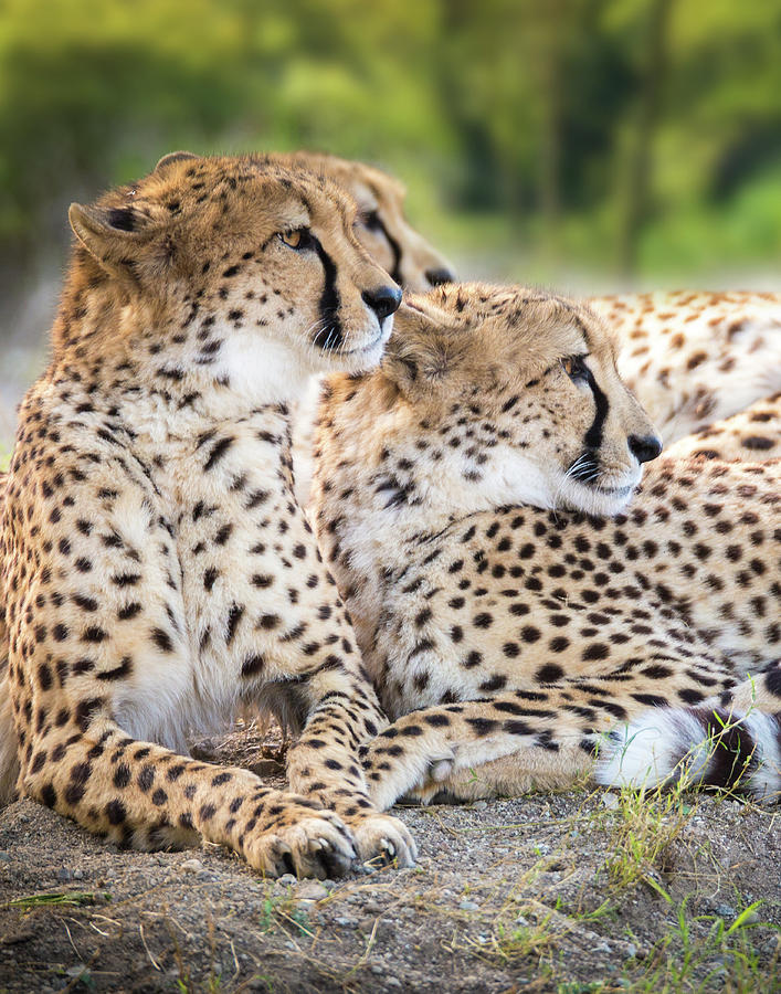 Three Cheetahs Photograph by JoAnn Silva