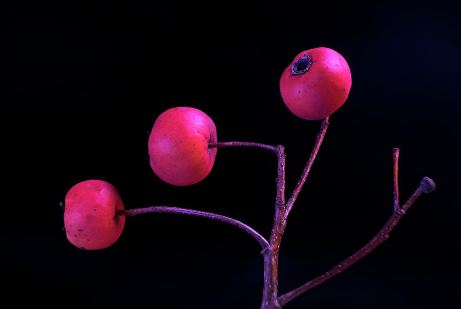 Flowers Still Life Photograph - Three Cherries in the Fading Light by Douglas Barnett