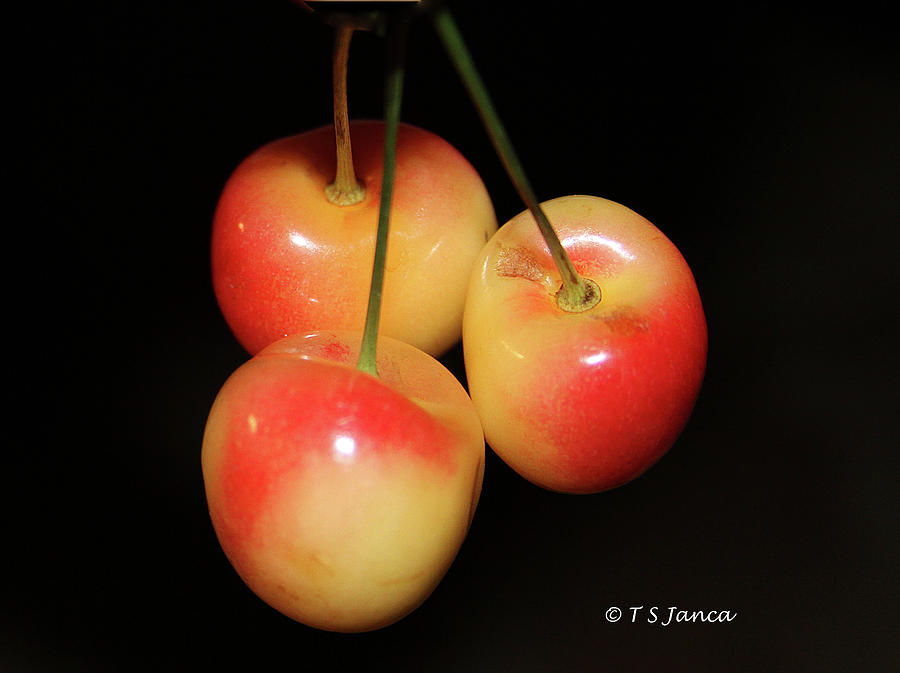 Three Cherries  Digital Art by Tom Janca