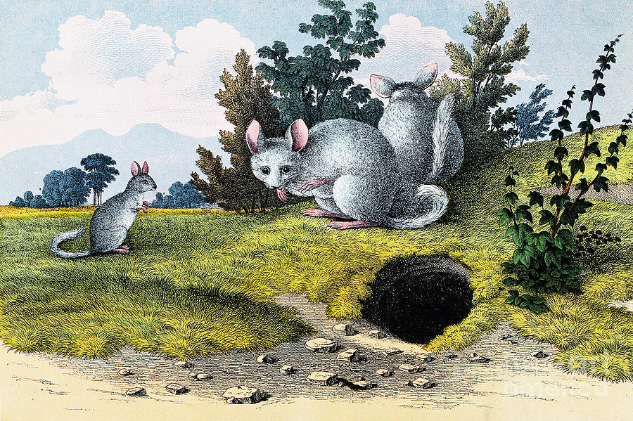 Three Chinchillas Near Burrow Photograph by Wellcome Images