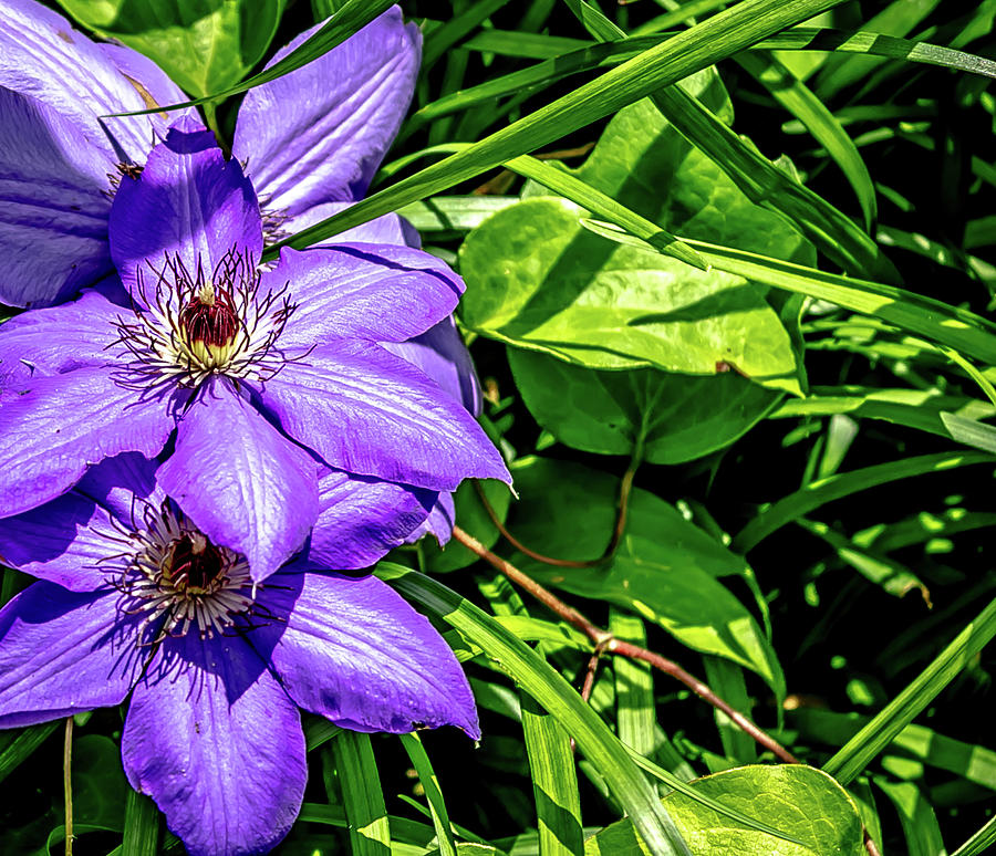 Three Clematis to the Left Digital Art by Ed Stines