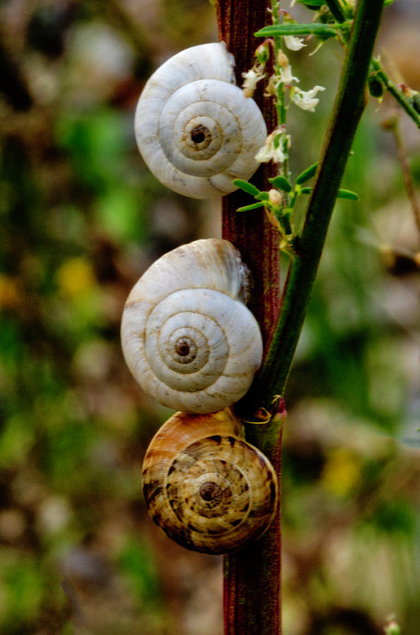 Three climbing snails Photograph by Wolfgang Stocker