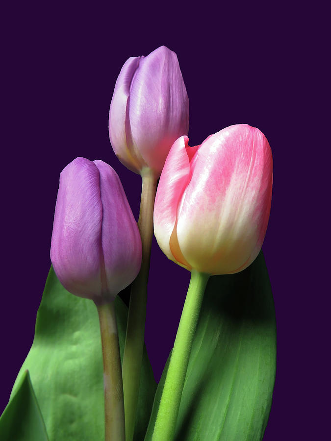 Three Colorful Spring Beauties Photograph by Johanna Hurmerinta