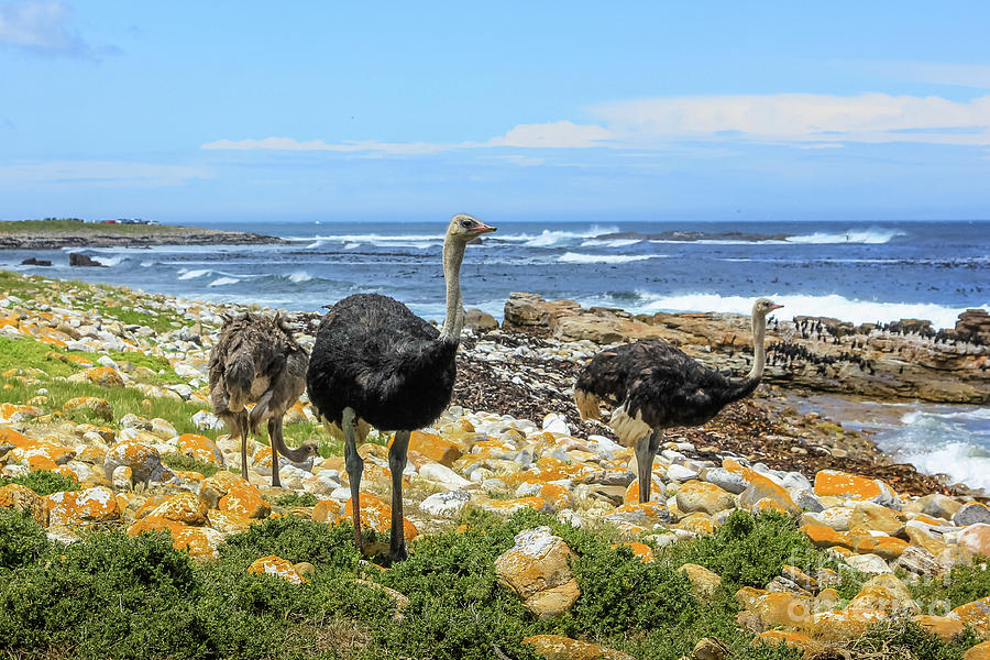 Three common ostriches Photograph by Benny Marty