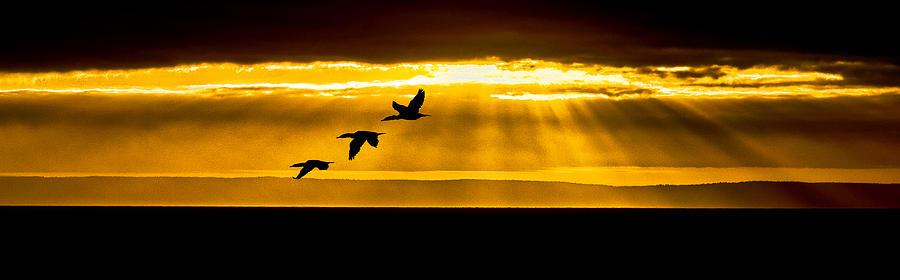Three Cormorant Sunrise Panorama Photograph by Marty Saccone