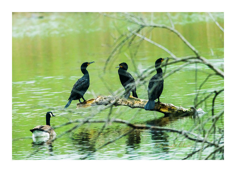 Three Cormorants Photograph by Ed Peterson